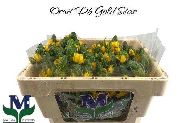 <h4>Ornit Db Gold Star</h4>