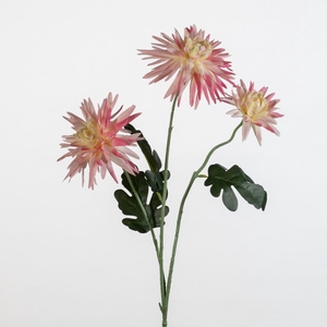AF Dahlia Spid. spray/3 L77 pi
