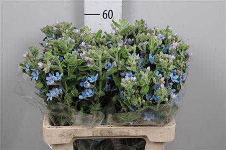 <h4>Oxy Co Tan Pure Blu</h4>