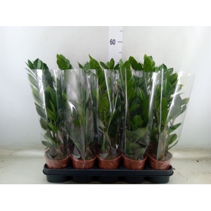 Zamioculcas zamiifolia