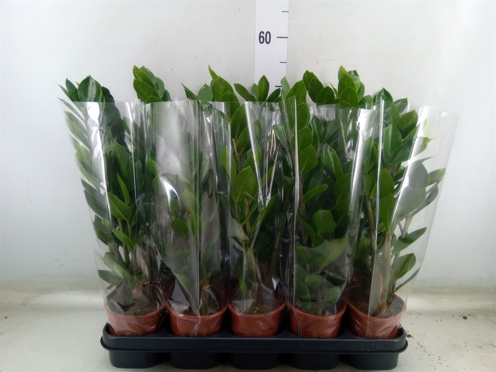 <h4>Zamioculcas zamiifolia</h4>