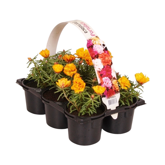 <h4>Portulaca geel 6p</h4>