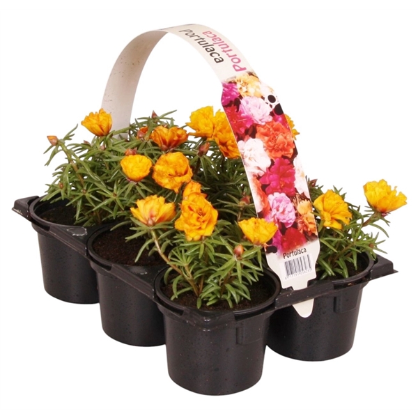 Portulaca geel 6p