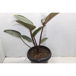 PHILODENDRON RUBRO P30