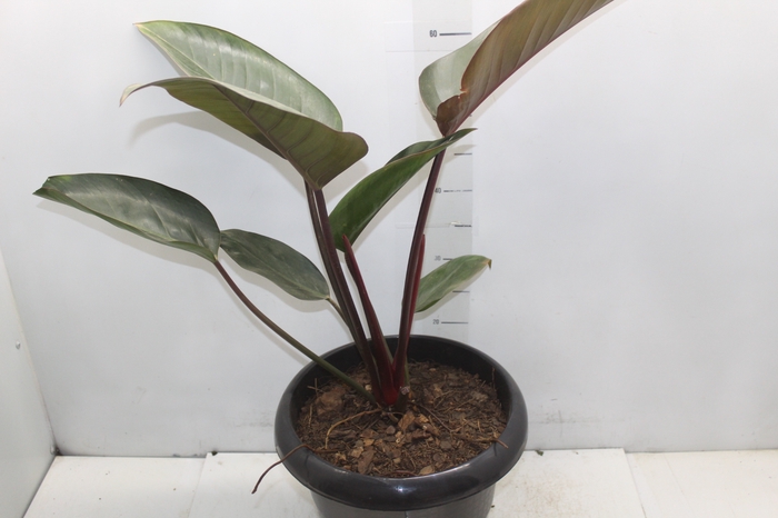 <h4>PHILODENDRON RUBRO P30</h4>