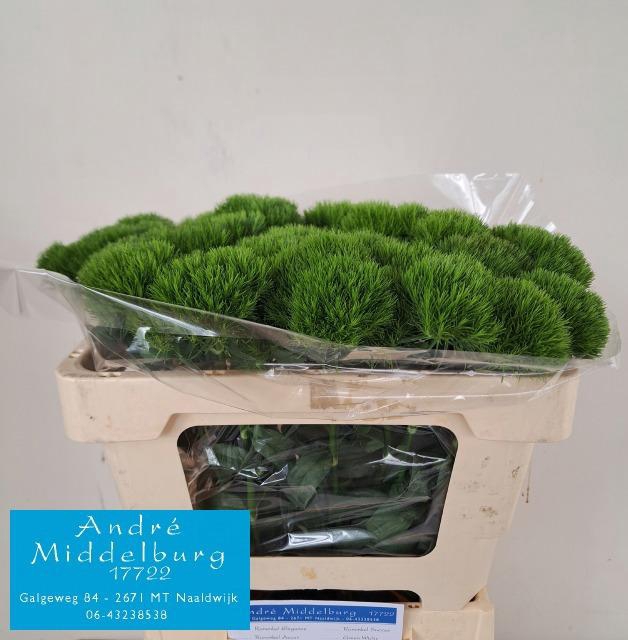 <h4>Di Barb Kiwi Cool</h4>