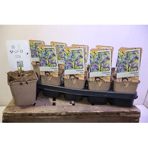 Camassia Le Caerulea