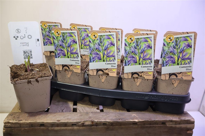 <h4>arr8 Camassia Le Caerulea</h4>