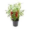 Farmzy® Hot Boy, pepper plant