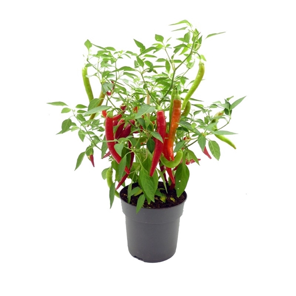Farmzy® Hot Boy, pepper plant