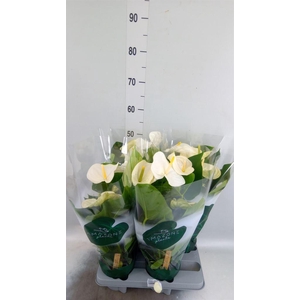 Anthurium andr. 'Samora'