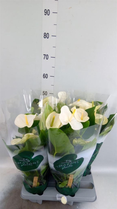 <h4>Anthurium andr. 'Samora'</h4>