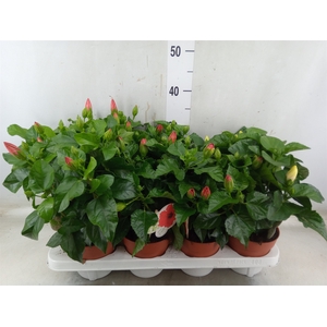 Hibiscus rosa-sin. 'Sunny'  ..mix