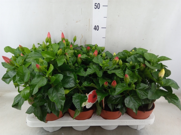<h4>Hibiscus rosa-sin. 'Sunny'  ..mix</h4>