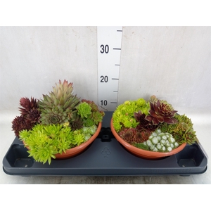 Sempervivum   ...mix