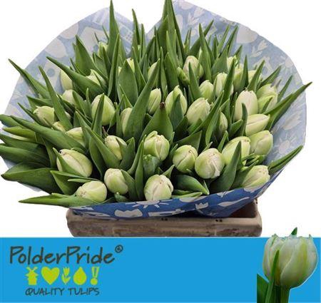 <h4>Tu Du Fortaleza</h4>