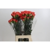 Dianthus St Arno