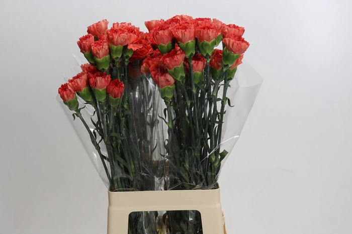Dianthus St Arno