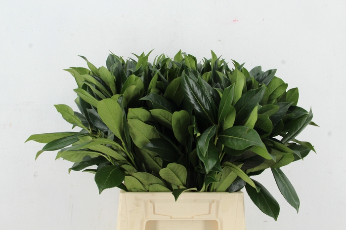 <h4>LAURIERBLAD 055/060CM</h4>