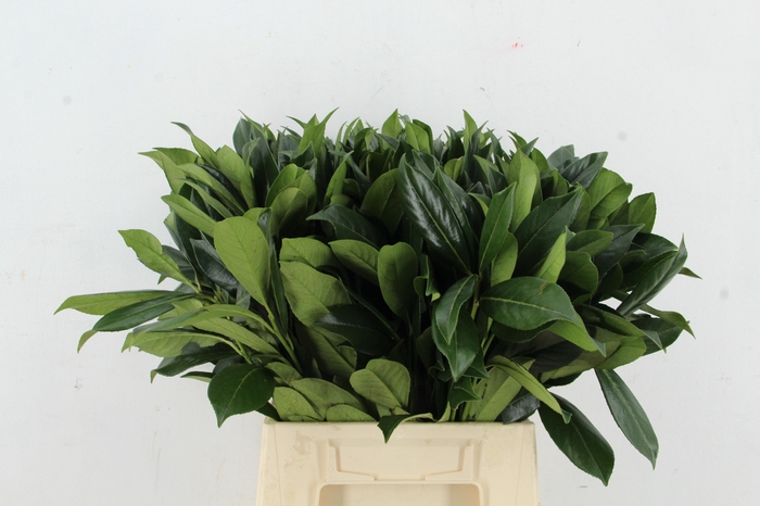 <h4>LAURIERBLAD 050CM</h4>