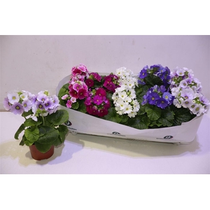 arr8 Prim Ob Sweetk A Gem