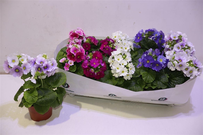 <h4>arr8 Prim Ob Sweetk A Gem</h4>