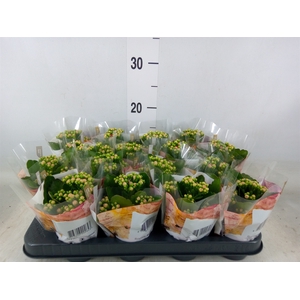 Kalanchoe blos. 'RosDon Nando'
