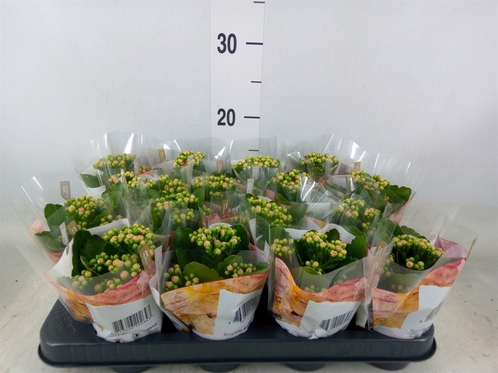 <h4>Kalanchoe blos. 'RosDon Nando'</h4>