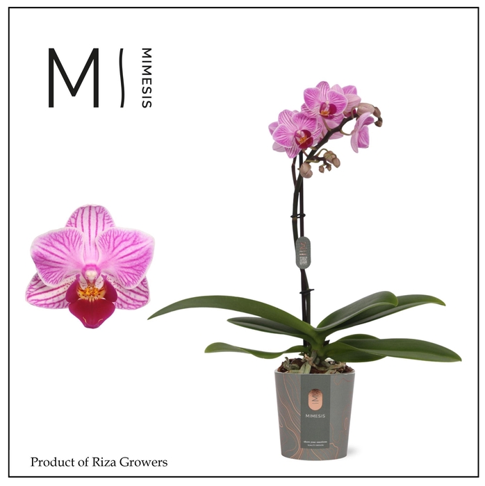 <h4>Phalaenopsis Lotte 1 spike – 7cm | Mimesis</h4>