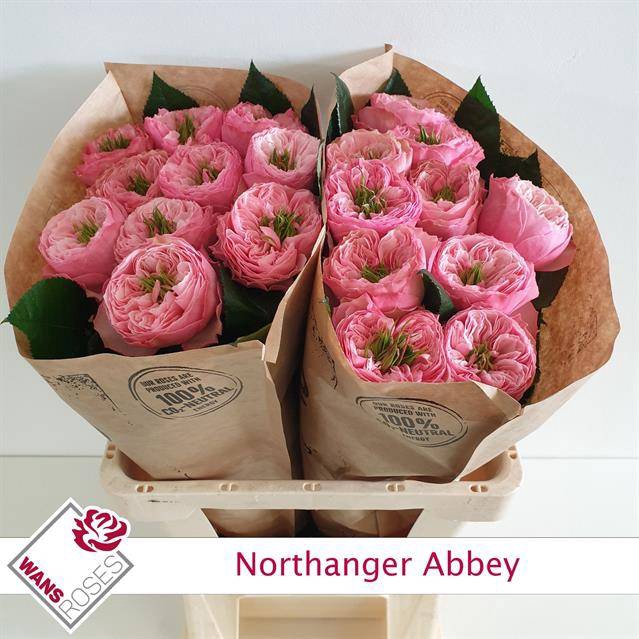 Rosa Garden Northanger Abbey