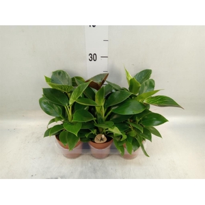 Philodendron  'Birkin'