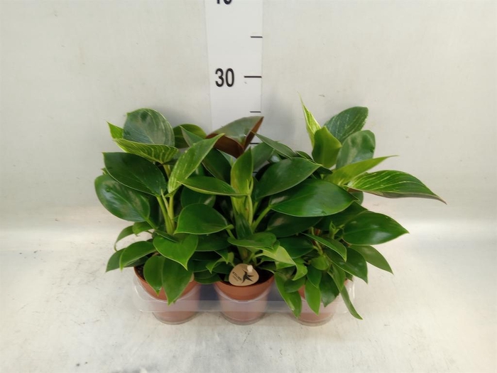 <h4>Philodendron  'Birkin'</h4>