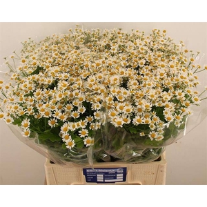 TANA PA SINGLE VEGMO