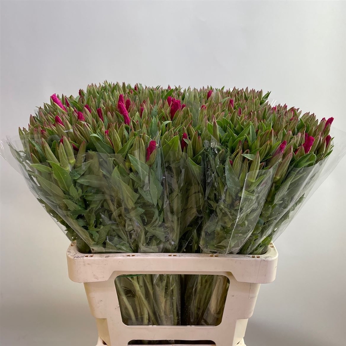 <h4>Clarkia Am Gr Red</h4>