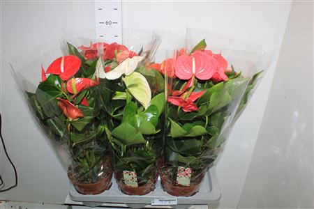 <h4>Anthu An Gem 4 Kl 6+</h4>