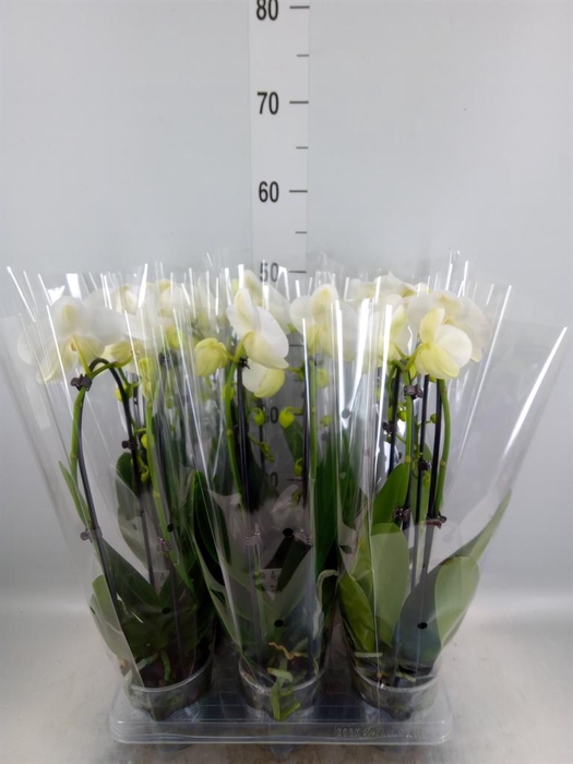 <h4>Phalaenopsis  'Elegant Cascade'</h4>