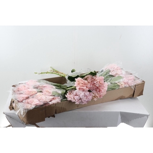 Hydr Light Pink Select 80cm Box