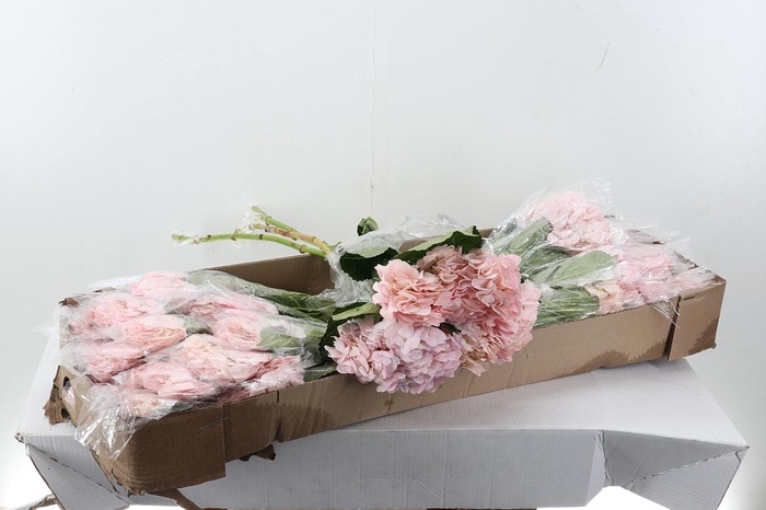 <h4>Hydr Light Pink Select 80cm Box</h4>