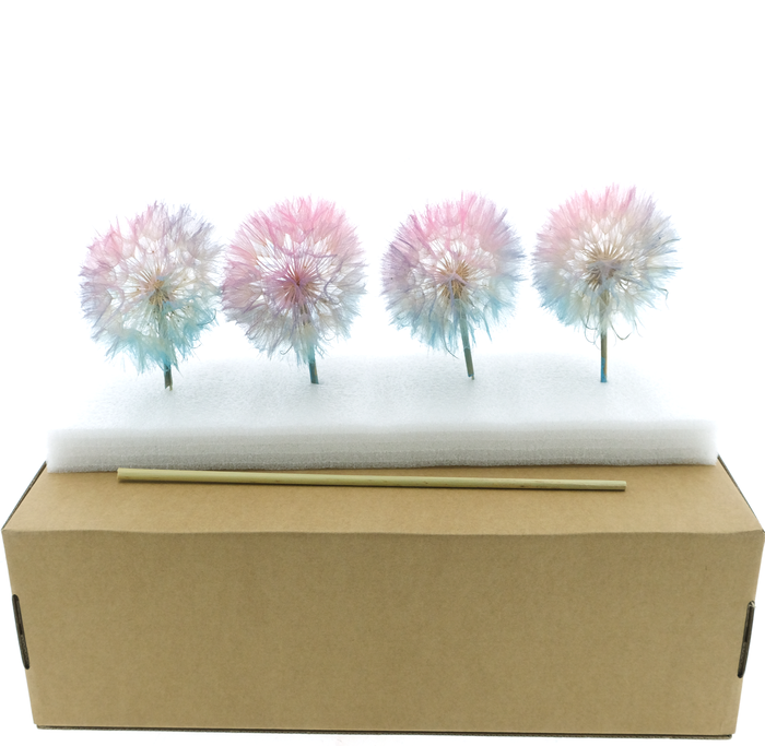 <h4>Dried Bleached Dandelion Fantasy Box</h4>
