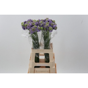 Scab At Scoop Teaberry Bon Bon