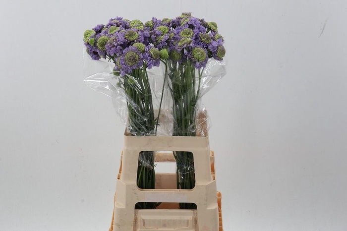 <h4>Scab At Scoop Teaberry Bon Bon</h4>