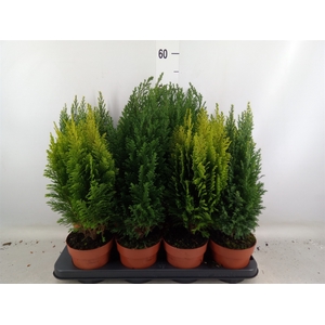 Conifers   ...mix