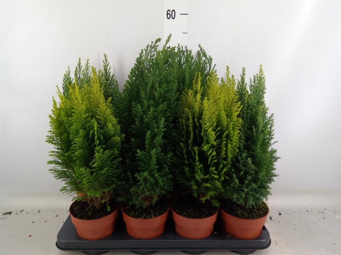 <h4>Conifers   ...mix</h4>