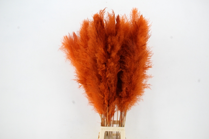 <h4>DF Pampas 130cm Orange</h4>