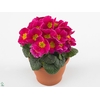 Primula Acaulis P10.5 - Pink