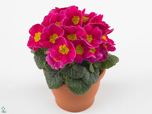 Primula Acaulis P10.5 - Pink