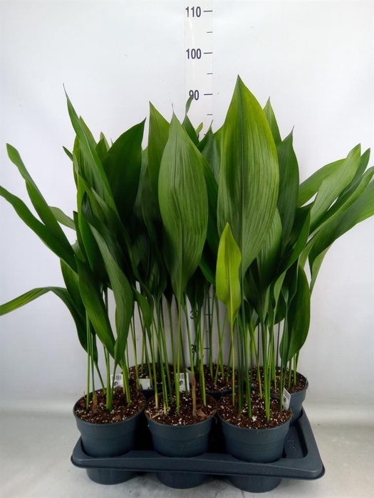 <h4>Aspidistra elat.</h4>
