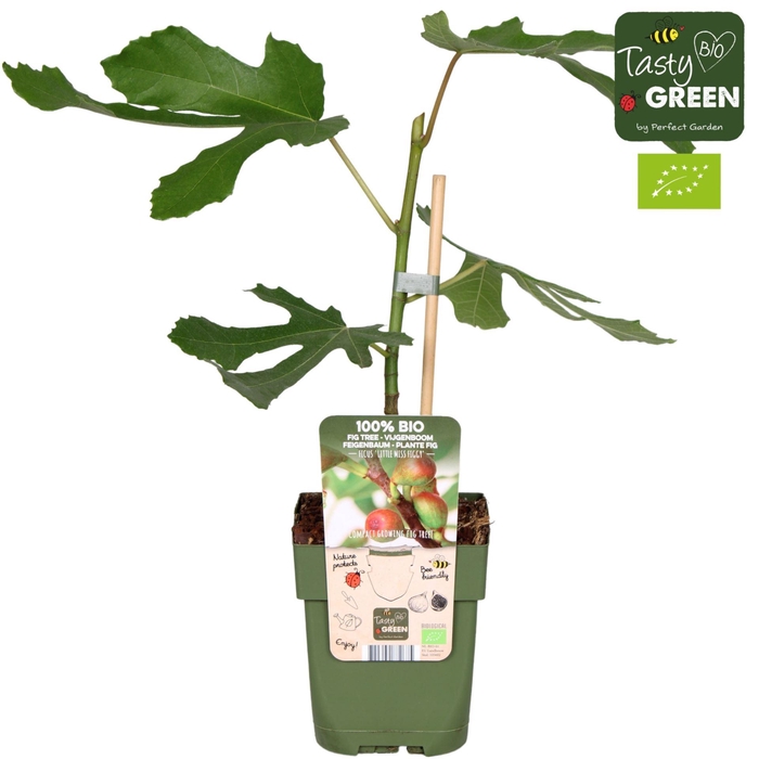 Ficus carica