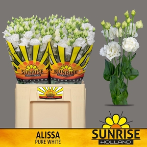 EUS G ALISSA PUR WHI