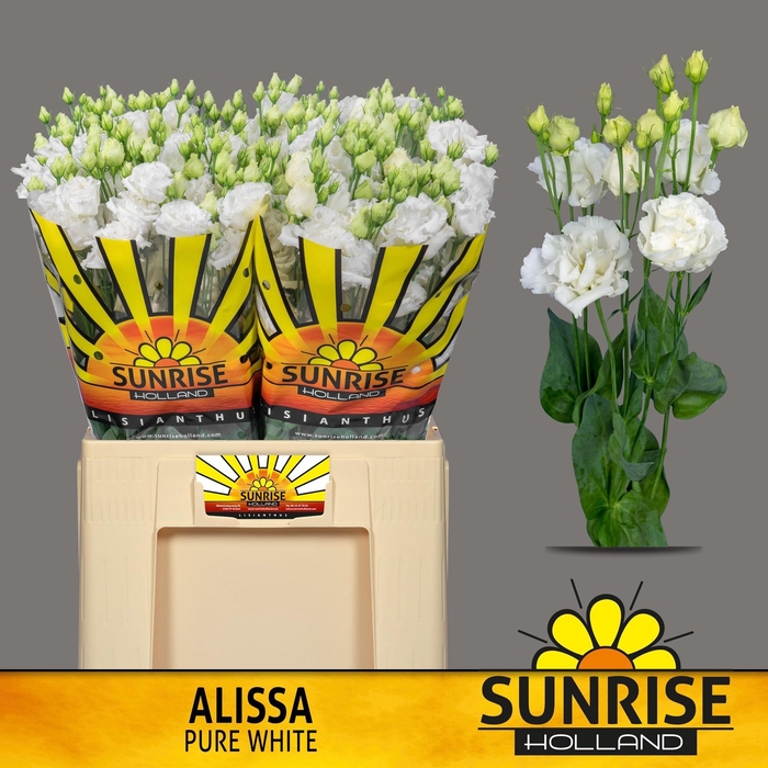 EUS G ALISSA PUR WHI